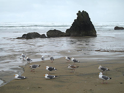Gulls, Sea Stack