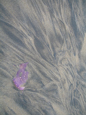 Sand, Oil, and Shell