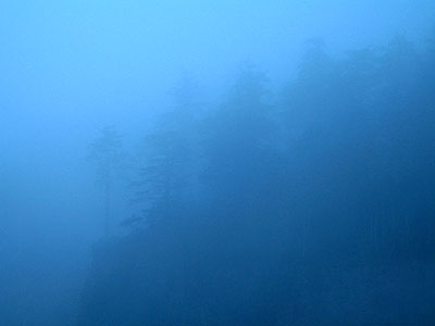 Cliff Trees in Fog