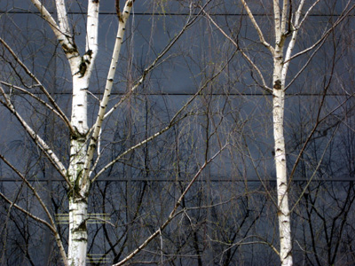 Birch Trees, Black Windows