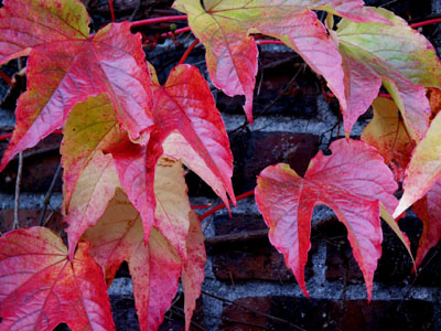 Brick Wall, Fall Leaves 2