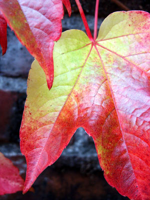 Brick Wall, Fall Leaves
