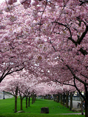 picture-portland-or-cherry-blossom-canopy.JPG
