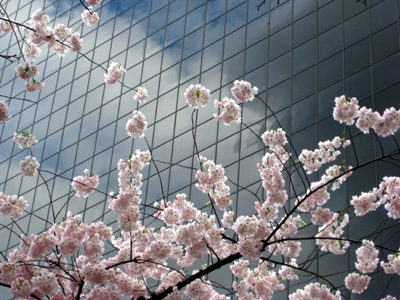 Cherry Blossoms, Black Windows