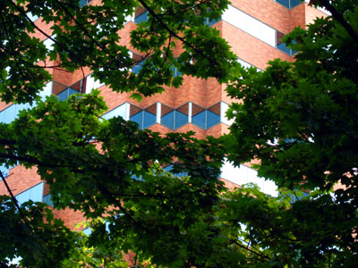 KOIN Tower, Trees