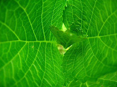 New Leaves