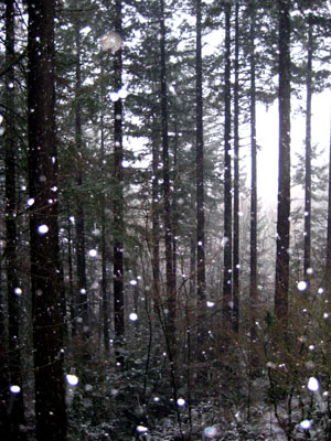 Snow, Douglas Firs