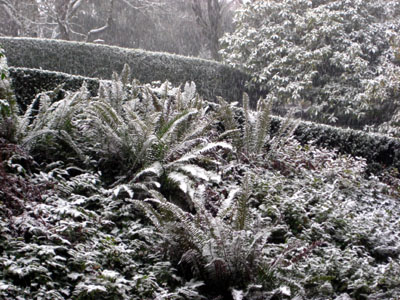 Snow, Garden