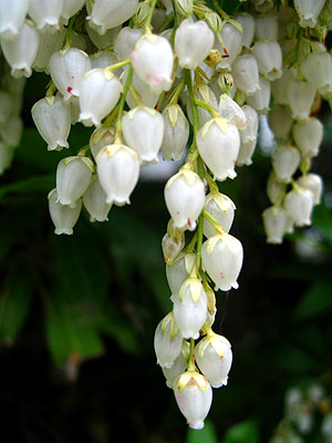 Spring Flowers