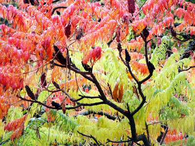 Sumac Tree in Autumn