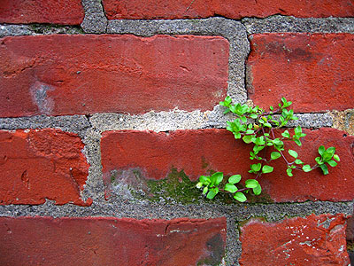 Brick & Plant