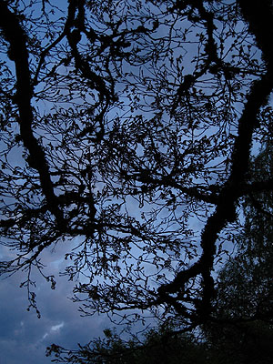 Budding Tree, Portland, Oregon, April 2007