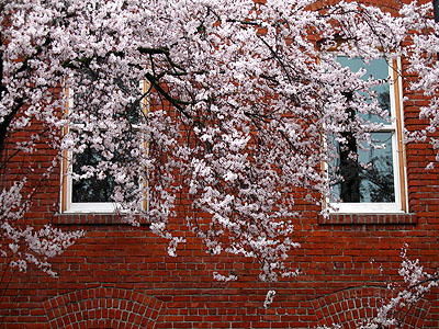 Cherry Tree, Brick Building 1