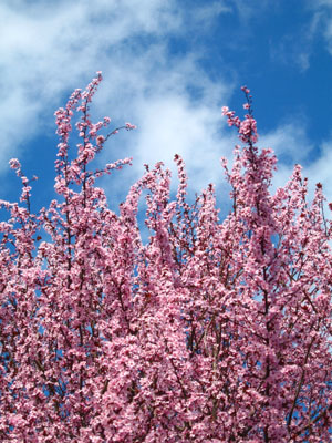 Cherry Tree, Sky 1