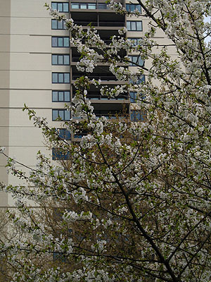 Cherry Trees, Harrison Tower