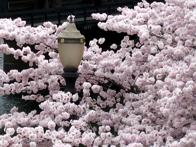 Cherry Trees, Lamp