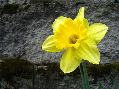 Daffodil Against Stone Wall