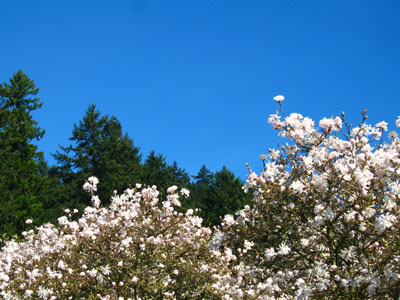 Dogwood, Douglas Firs, Sky