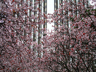 dogwoods dogwoods