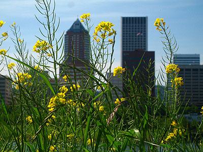 Flowers, Downtown Portland Skyline