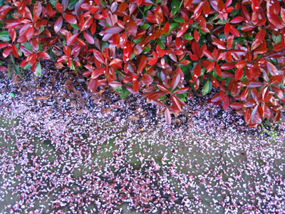 Green and Red Leaves, Cherry Petals