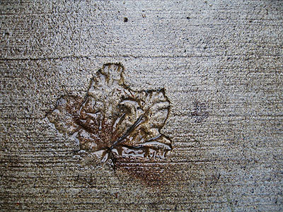 Leaf Imprint in Cement, Portland, Oregon, December 2006