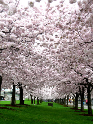 Row of Cherry Trees 2