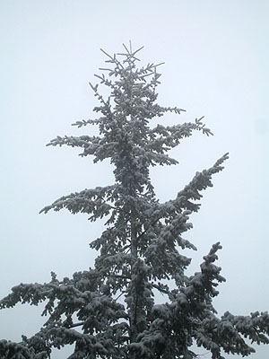 Snowy Tree 1