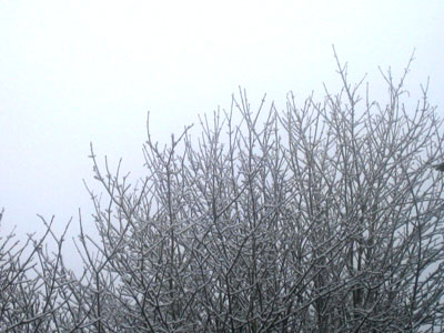 Snowy Trees 1