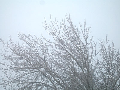 Snowy Trees 3