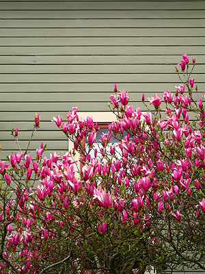 Spring Blooms, Green House