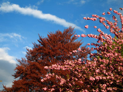 Spring Blooms, Sky