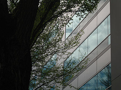 Tree, Office Building Reflections