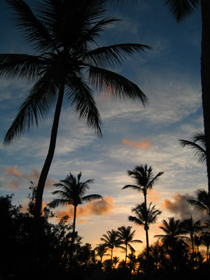 Palm Trees at Sunset