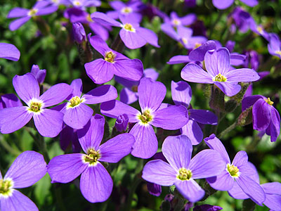 Spring Flowers