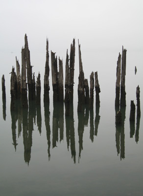 Logs in Fog, Tillamook, Oregon, October 2006