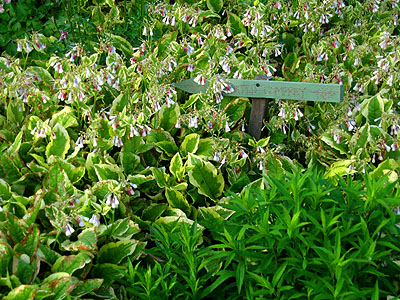 Herb Garden, McMenamin's Edgefield