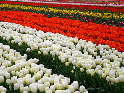 Tulip Festival 2007 1
