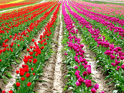 Tulip Festival 2007 11