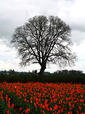 Tulip Festival 2007 14