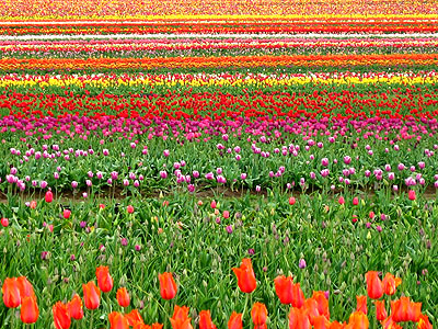 Tulip Festival 2007 15