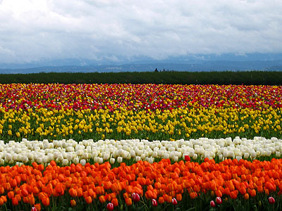 Tulip Festival 2007 2
