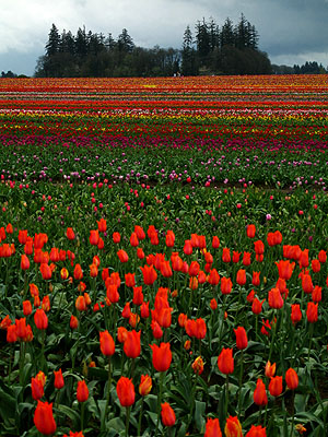 Tulip Festival 2007 20