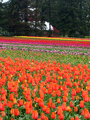 Tulip Festival 2007 21