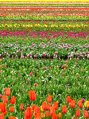 Tulip Festival 2007 22