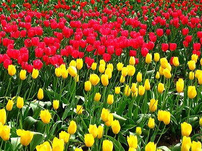 Tulip Festival 2007 24