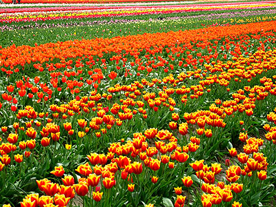 Tulip Festival 2007 6