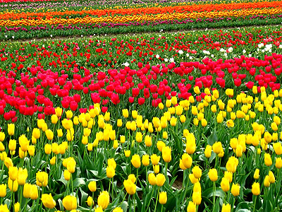 Tulip Festival 2007 8