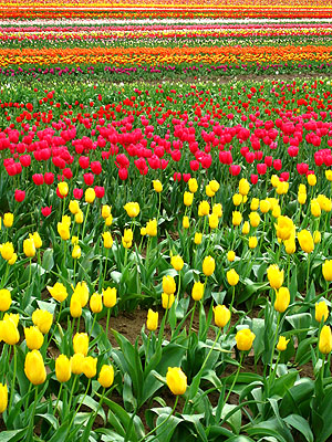 Tulip Festival 2007 9