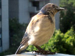 Wildlife Gallery